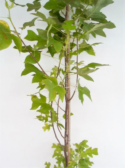 Gelsvažiedžio tulpmedžio sodinukas aukštis 220 cm