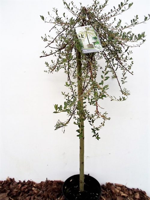 Gulsčiojo karklo Voorthuizen sodinukas vazone aukštis 80 cm