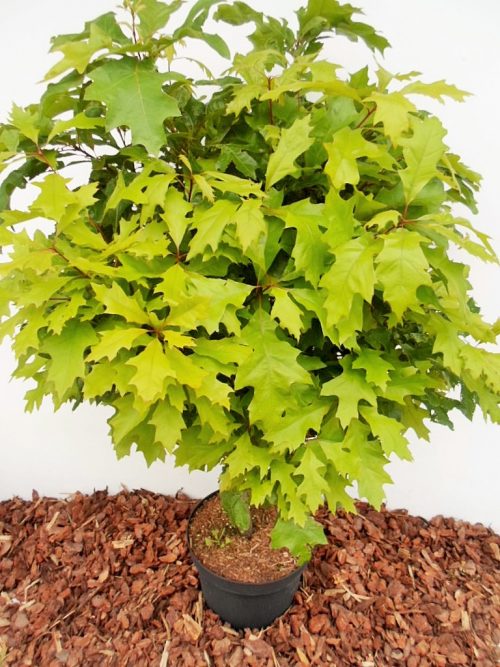 Pelkinis ąžuolas Isabel (Quercus palustris)