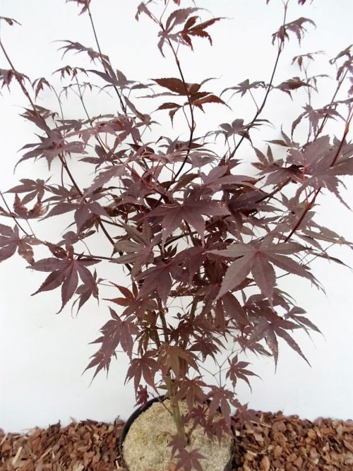 Plaštakinio klevo Bloodgood sodinukas vazone aukštis 100 cm