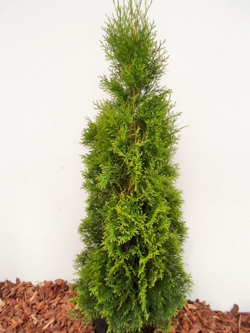 Vakarinė tuja Smaragd (Thuja occidentalis) - Aukštis 110 cm