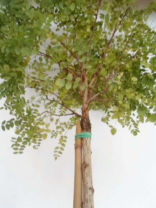 Sodinukas vazone Baltažiedė robinija Umbraculifera aukštis 250 cm