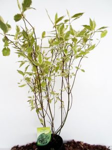 Baltoji sedula Elegantissima. Sodinukas vazone aukštis 80 cm