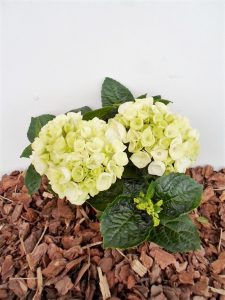Sodinukas Didžialapė hortenzija aukstis 20 cm