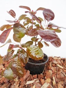 Europinis pūkenis Royal Purple sodinukas vazone aukštis 30 cm