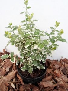 Sodinukas Fortūno ožekšnis Emerald Gaiety. aukštis 10 cm