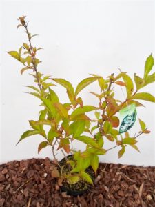 Gražiažiedė veigelė Candida. Sodinukas vazone aukštis 60 cm