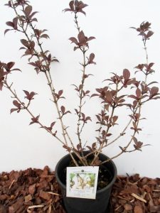 Gražiažiedė veigelė Nana Purpurea. Sodinukas vazone aukštis 50 cm