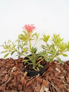 Japoninis bereinutis - Pieris Flamingo sodinukas vazone aukštis 25 cm