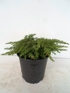 Sodinukas paprastasis kadagys Green Carpet aukštis 5 cm