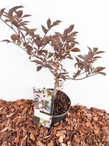 Sodinukas Juodauogis šeivamedis Black Beauty. Aukštis 40 cm