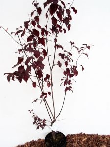 Kaukazinės slyvos Nigra sodinukas vazone aukštis 130 cm