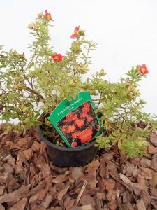 Krūminė sidabražolė Red Ace sodinukas vazone aukštis 30 cm