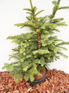 Kvapusis kėnis Abies procera Bizzaro