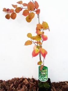 Sodinukas Margalapė aktinidija 60 cm aukštis