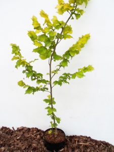 Olandinės guobos Wredei sodinukas vazone aukštis 120 cm