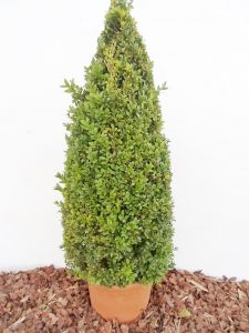 Sodinukas Paprastasis buksmedis piramid. aukštis 75 cm