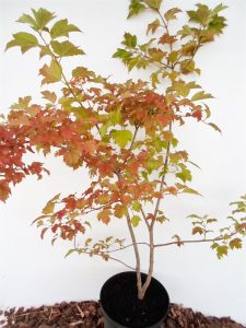 Sodinukas Paprastasis putinas aukštis 100 cm