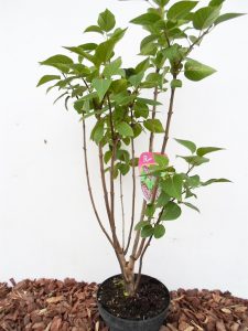 Paprastosios alyvos Charles Joly sodinukas vazone aukštis 80 cm