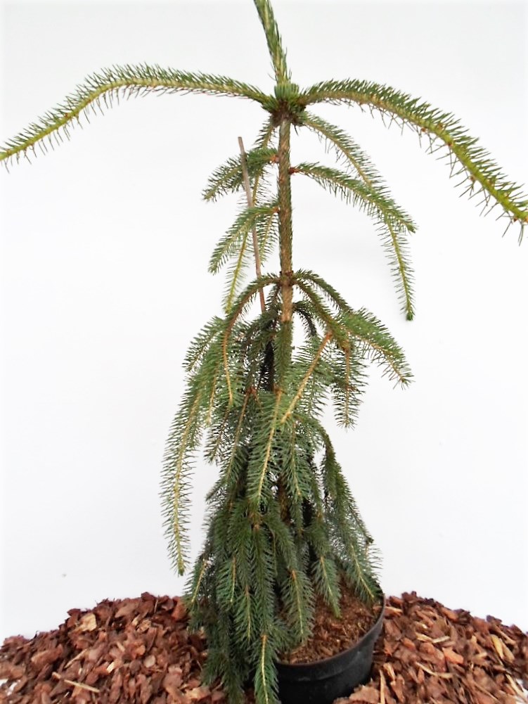 Paprastoji eglė Inversa Pendula | Klaipėdos Medelynas | Želdiniai Tik Jums