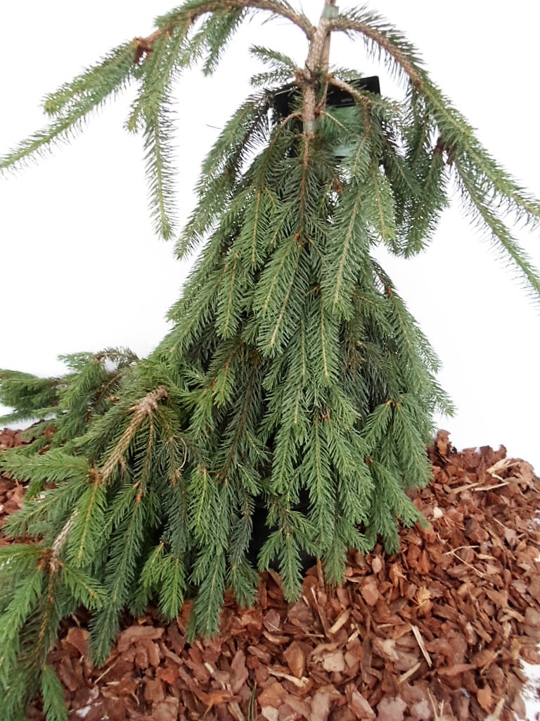 Paprastoji eglė Inversa | Klaipėdos Medelynas | Želdiniai Tik Jums