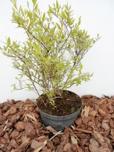Pilkoji lanksva Grefsheim sodinukas vazone aukštis 100 cm