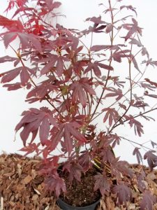 Plaštakinio klevo Atropurpurea sodinukas vazone 70 cm aukščio