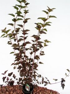 Sodinukas Putinalapis pūslenis Red Baron . Aukštis 60 cm
