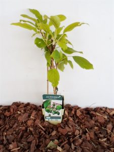 sodinukas Smailialapė aktinidija Issai aukštis 40 cm