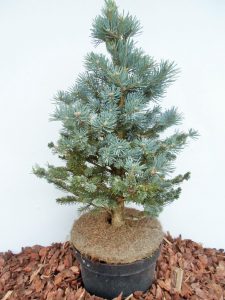 Subalpinis kėnis Compacta