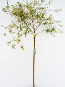 Sveikalapis gluosnis Hakuro sodinukas aukštis 140 cm