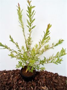 Sveikalapis gluosnis Hakuro nishiki sodinukas vazone aukštis 45 cm