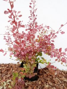 Tunbergo raugerškis Rose Glow sodinukas vazone aukštis 50 cm