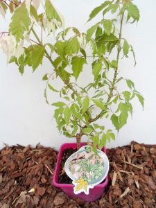 Uosialapio klevo Flamingo sodinukas vazone aukštis 50 cm