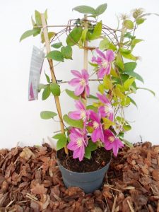 Sodinukas Žemaūgė raganė 40 cm aukščio