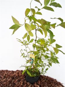 Sodinukas Aukštoji šilauogė aukštis 65 cm