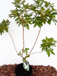 Sodinukas Azalija (balta) aukštis 75 cm