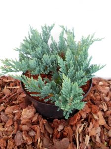Sodinukas Gulsčiasis kadagys Blue Chip aukštis 15 cm