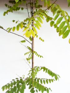 Sodinukas vazone Hibridinė (rausvažiedė) robinija Casque Rouge aukštis 200 cm