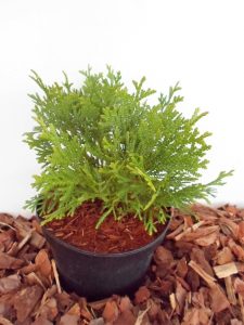 Sodinukas vazone Kapoklinis tujenis Nana aukštis 17 cm