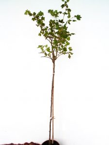 Sodinukas Paprastasis agrastas Hinonmaki stamb aukštis 110 cm