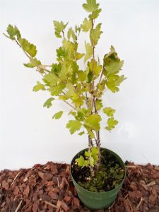 Sodinukas Paprastasis agrastas Tatjana aukštis 50 cm