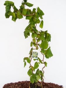 Paprastasis lazdynas Contorta sodinuko aukštis 100 cm
