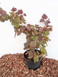 Sodinukas Paprastasis lazdynas Red Majestic aukštis 60 cm