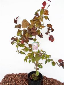 Sodinukas Paprastasis lazdynas Red Majestic aukštis 90 cm