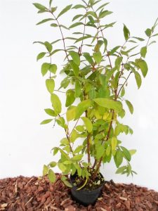 Sodinukas Valgomas sausmedis Siniglaska aukštis 70 cm