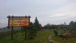 Vakarinė tuja Smaragd aukštis 50 cm, sodinukas vazone
